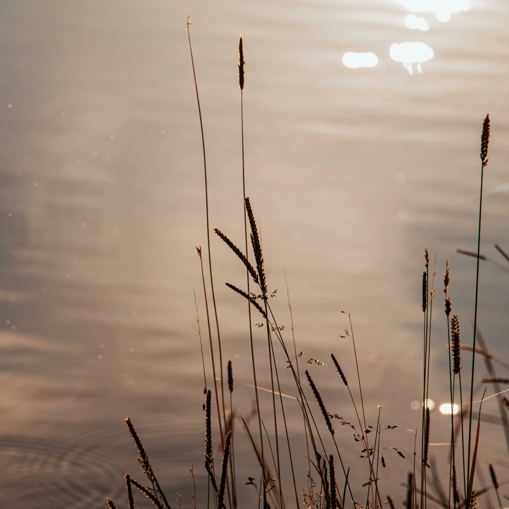Herbe eau